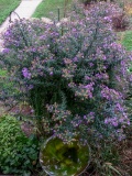 --New England Aster - Symphyotrichum novae-angliae