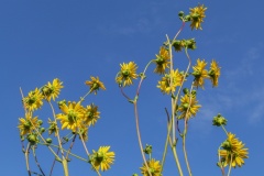 --Prairie Dock - Silphium terebinthinaceum