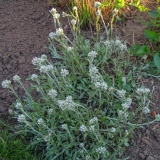 --Pussy Toes - Antennaria plantaginifolia