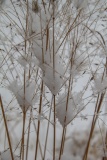 --Red Switch Grass - Panicum virgatum