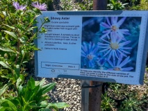 --Showy Aster - Eurybia spectabilis