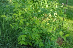 --Spicebush - Lindera benzoin