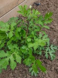 --Wood Poppy - Stylophorum diphyllum