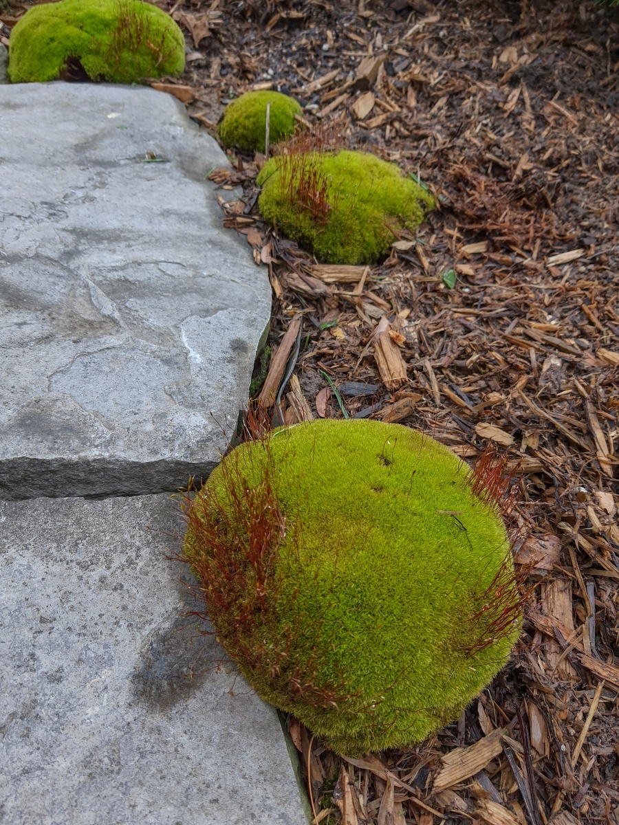 --Pincushion moss - Leucobryum glaucum