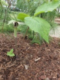 --Jack in the Pulpit