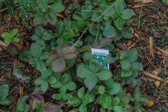 --Bunchberry - Cornus cadensis