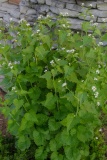 --Garlic Mustard - Alliaria petiolata