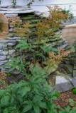 --Meadow Sweet - Filipendula ulmaria