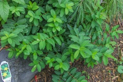 --St. John's Wort - Hypericum perforatum