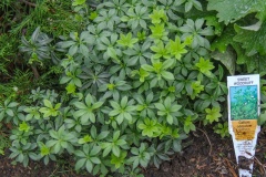 --Sweet Woodruff - Galium odoratum