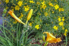 --Zagreb Tickseed - Threadleaf Coreopsis ' Zagreb'