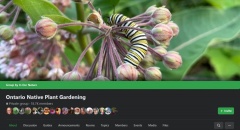 --Ontario Native Plant Gardening Facebook Group