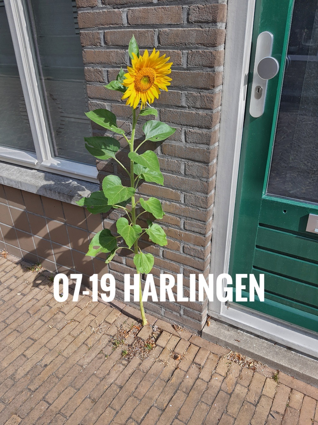 07-19-10-Sunflower
